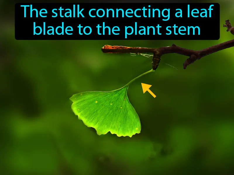 Petiole Definition