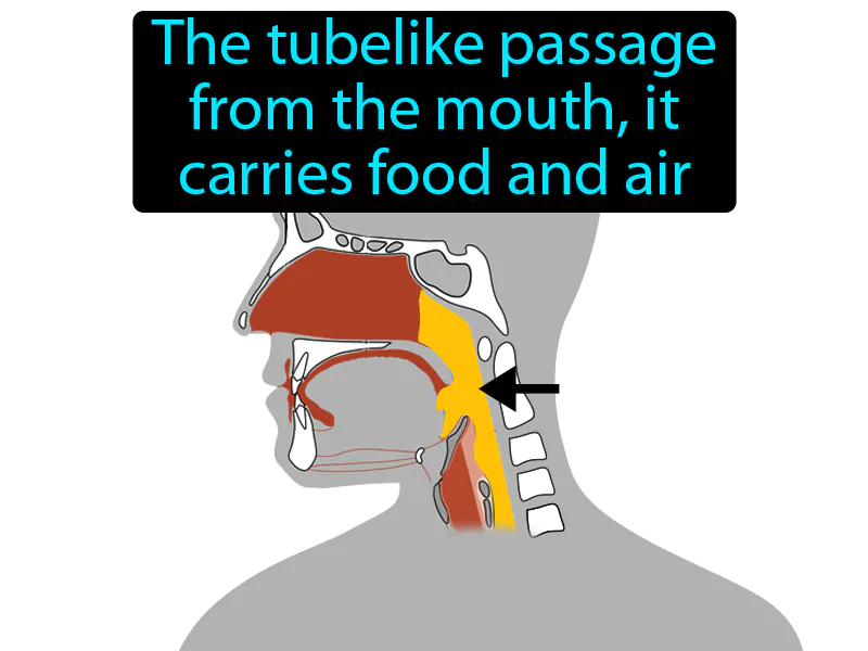 Pharynx Definition Pharynx Definition