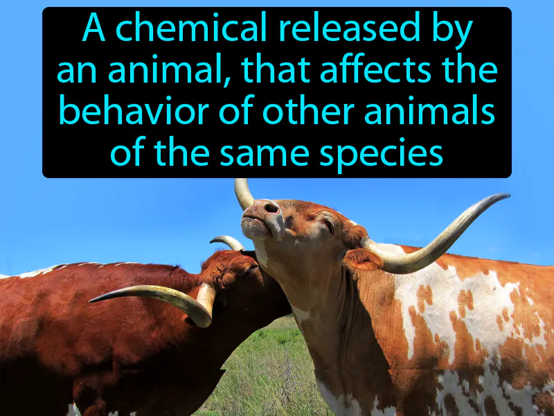Pheromone Definition