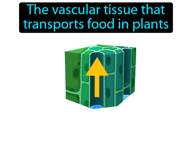 Phloem Definition
