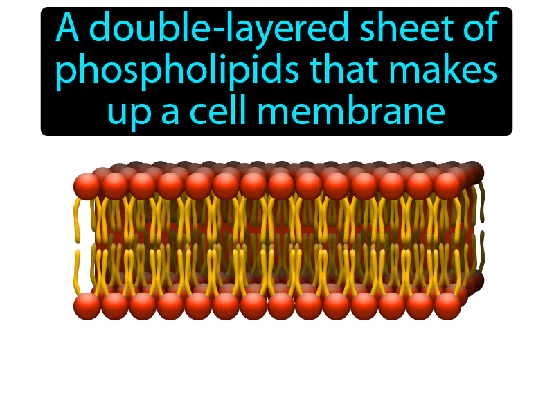 Phospholipid Bilayer Definition