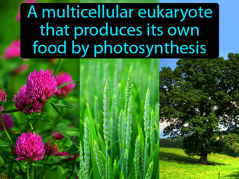 Plant Definition