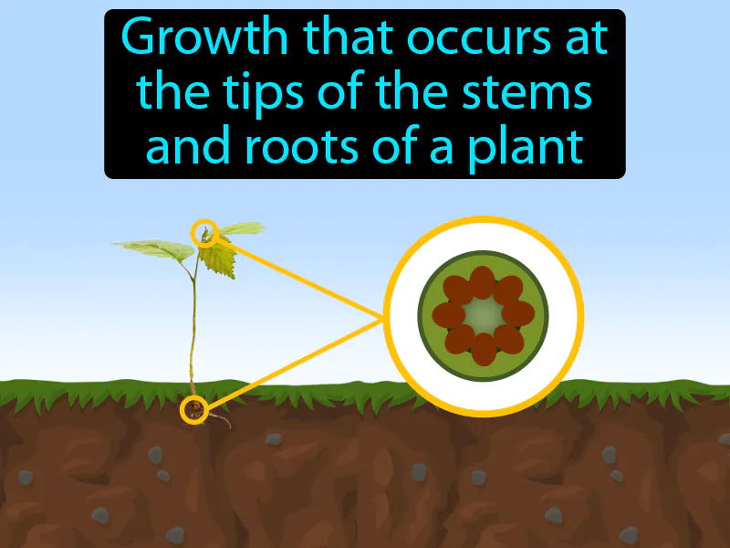 Primary Growth Definition Primary Growth Definition