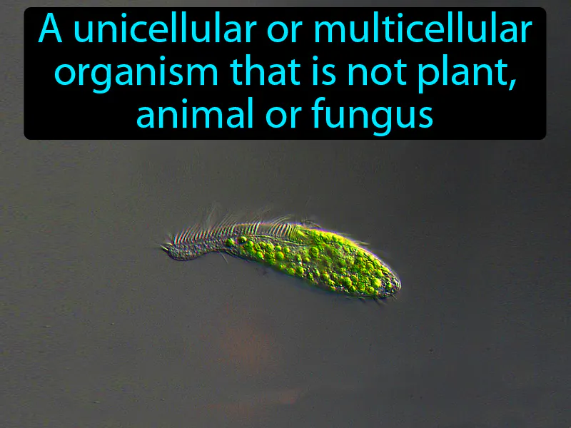 Protist Definition
