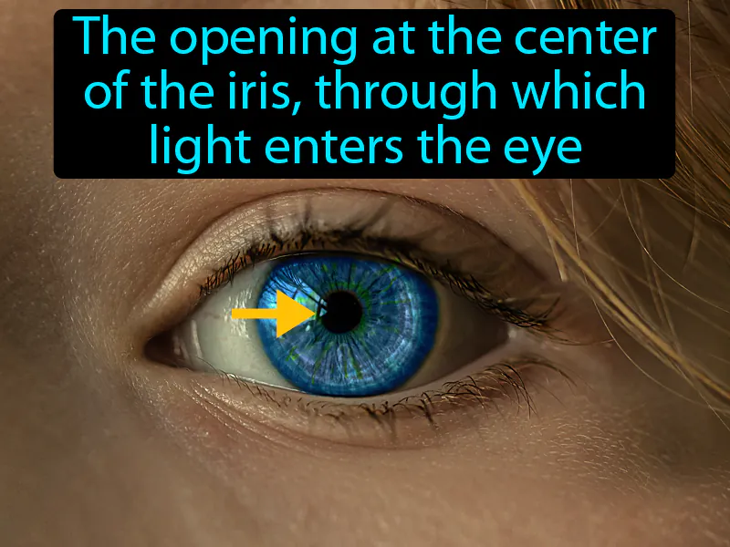 Pupil Definition Pupil Definition
