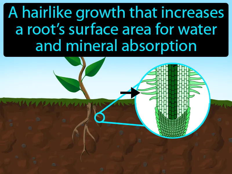 Root Hair Definition