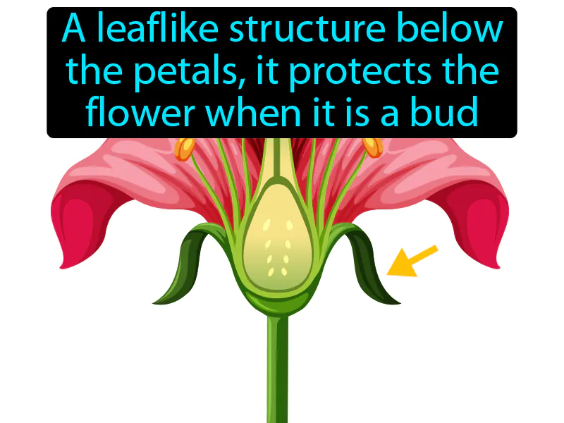Sepal Definition
