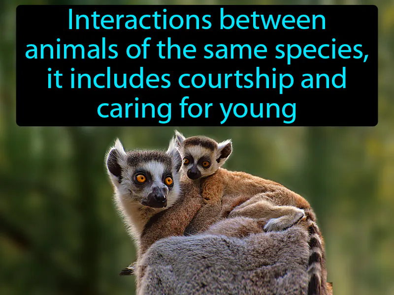 Social Behavior Definition Social Behavior Definition