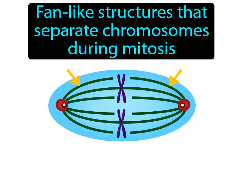 Spindle Definition