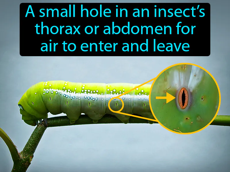 Spiracle Definition