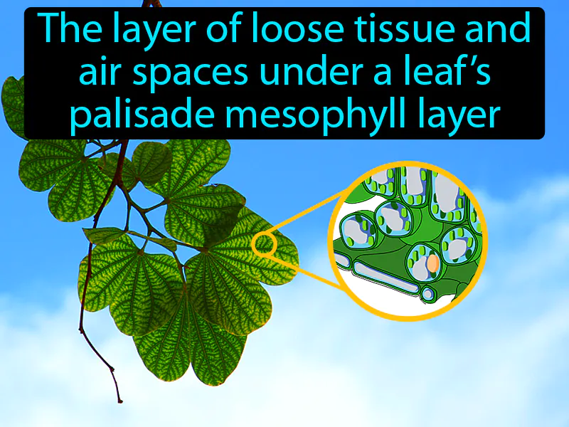 Spongy Mesophyll Definition Spongy Mesophyll Definition