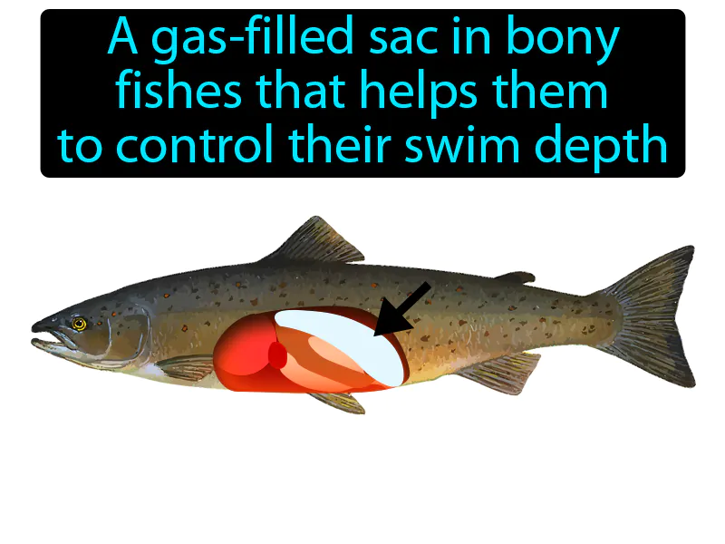 Swim Bladder Definition Swim Bladder Definition