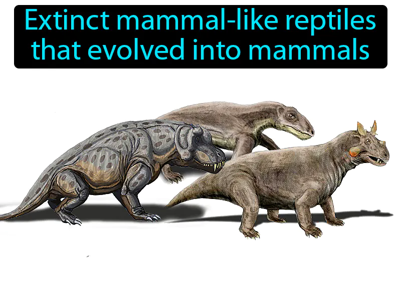 Therapsid Definition Therapsid Definition