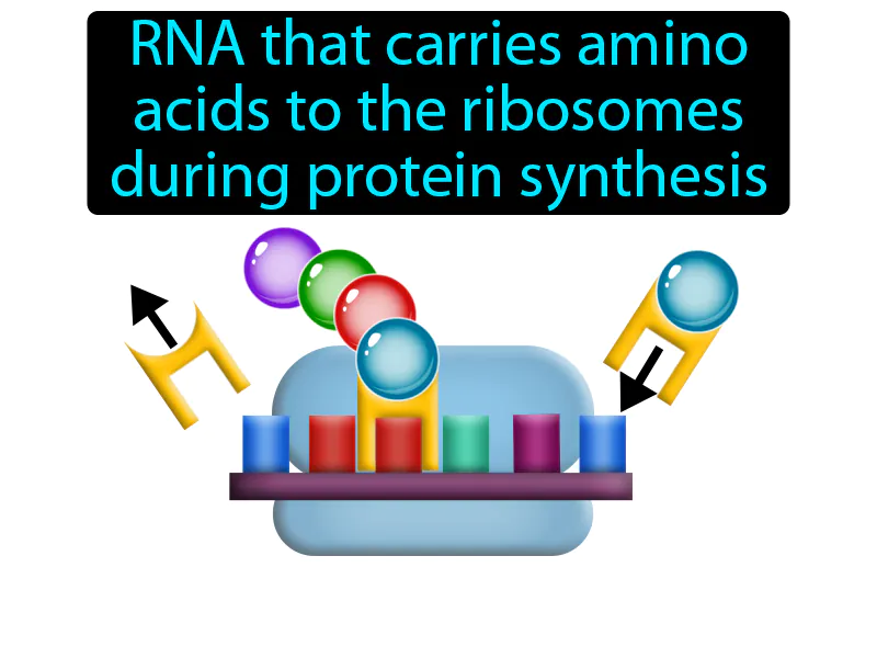 Transfer RNA Definition