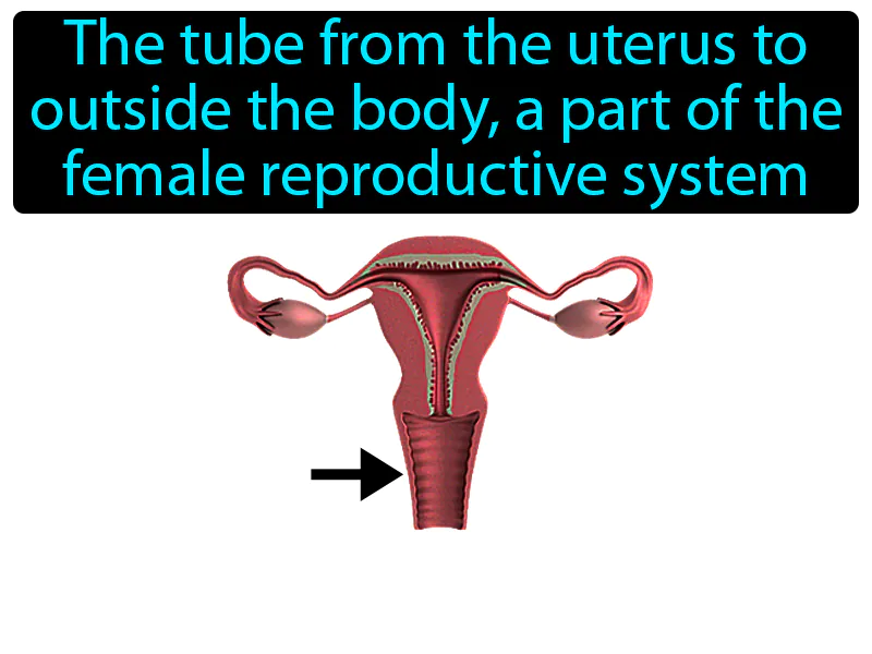 Vagina Definition