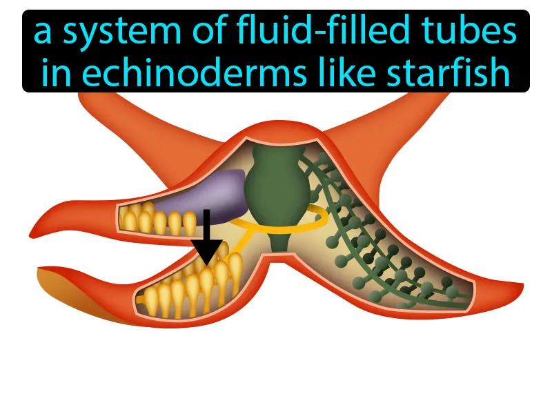 Water Vascular System Definition Water Vascular System Definition