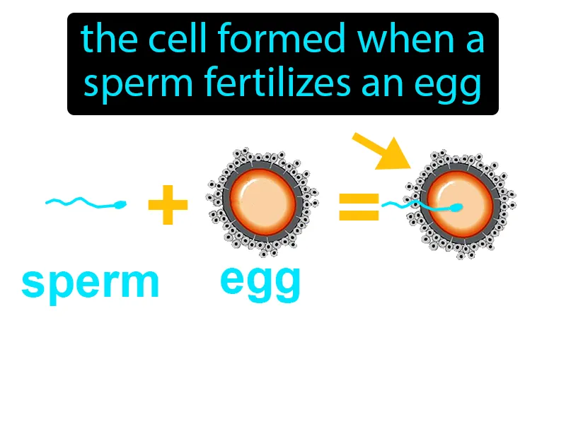 Zygote Definition