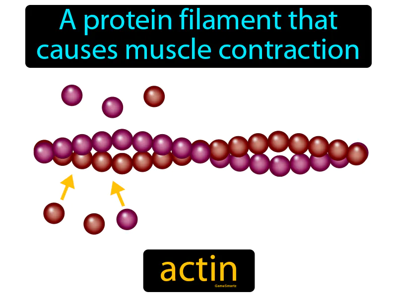 Actin Definition