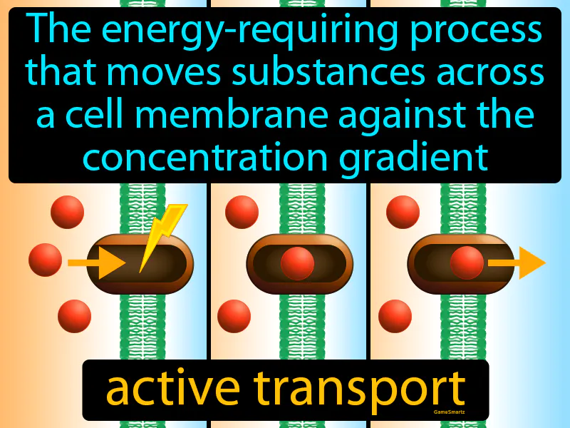 Active Transport Definition