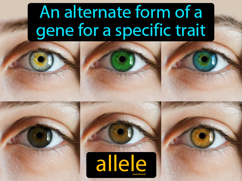 Allele Definition