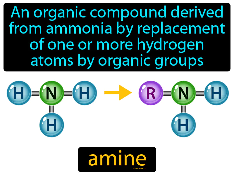 Amine Definition