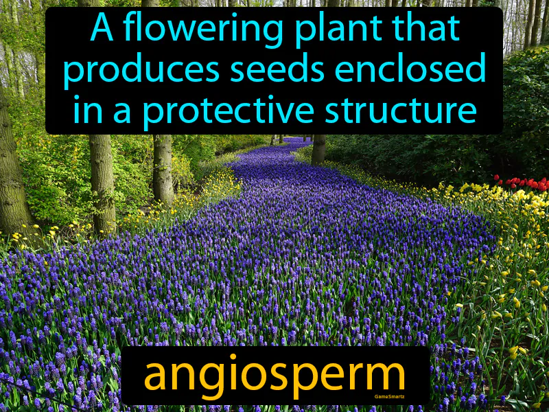 Angiosperm Definition
