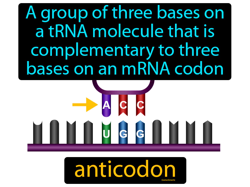 Anticodon Definition