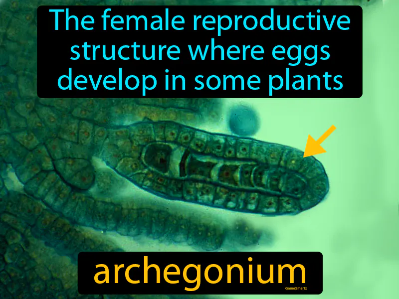 Archegonium Definition