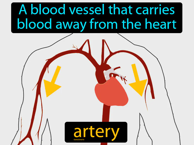 Artery Definition Artery Definition