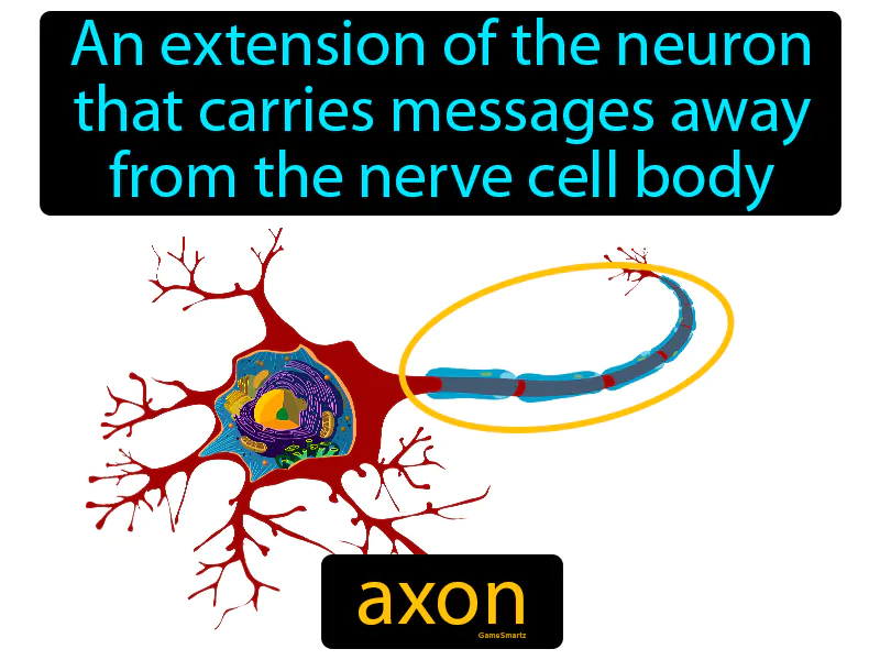 Axon Definition