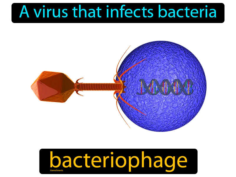 Bacteriophage Definition