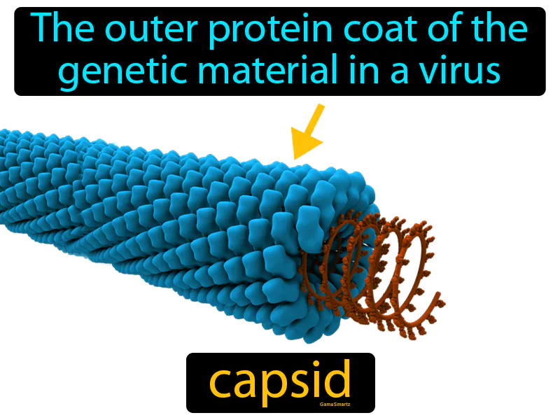 Capsid Definition