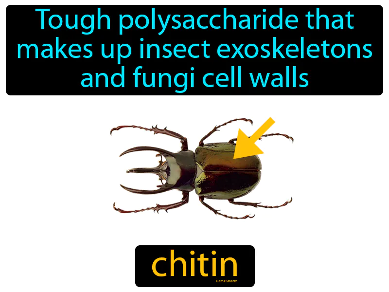 Chitin Definition