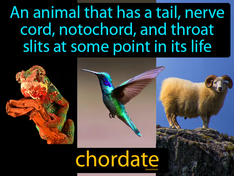 Chordate Definition