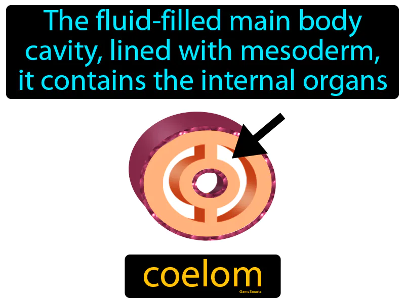 Coelom Definition