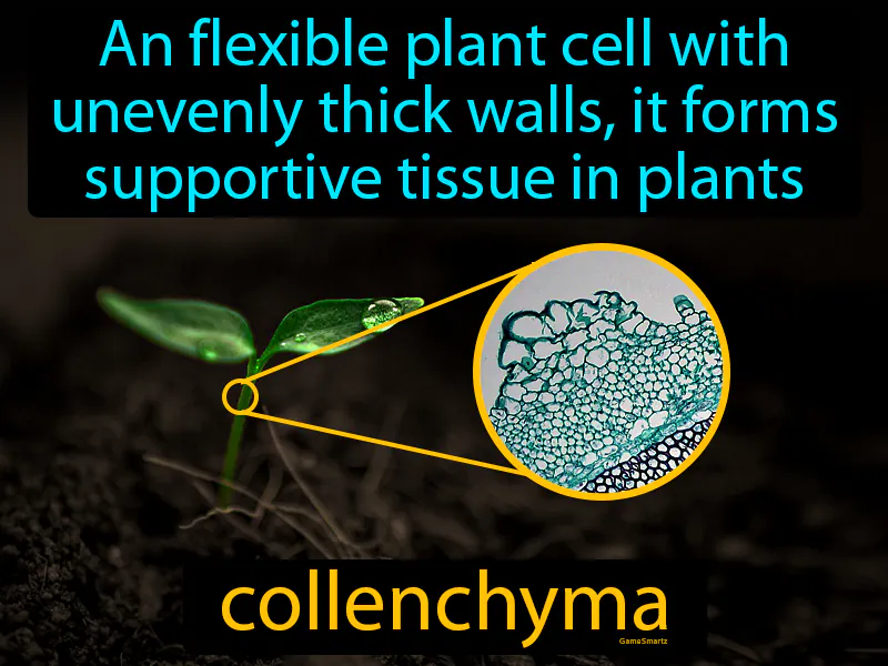 Collenchyma Definition