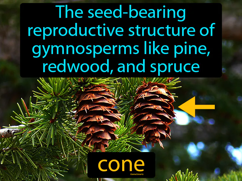 Cone Definition