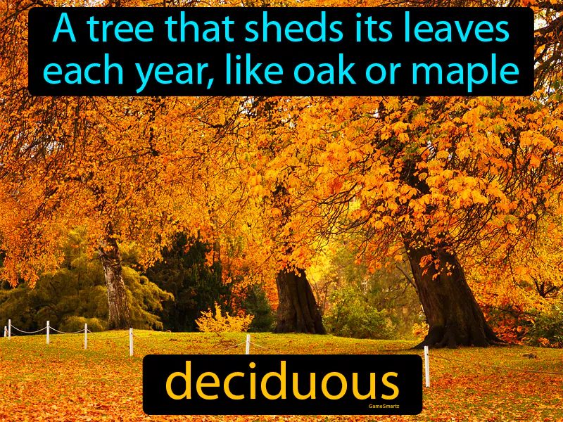 Deciduous Definition