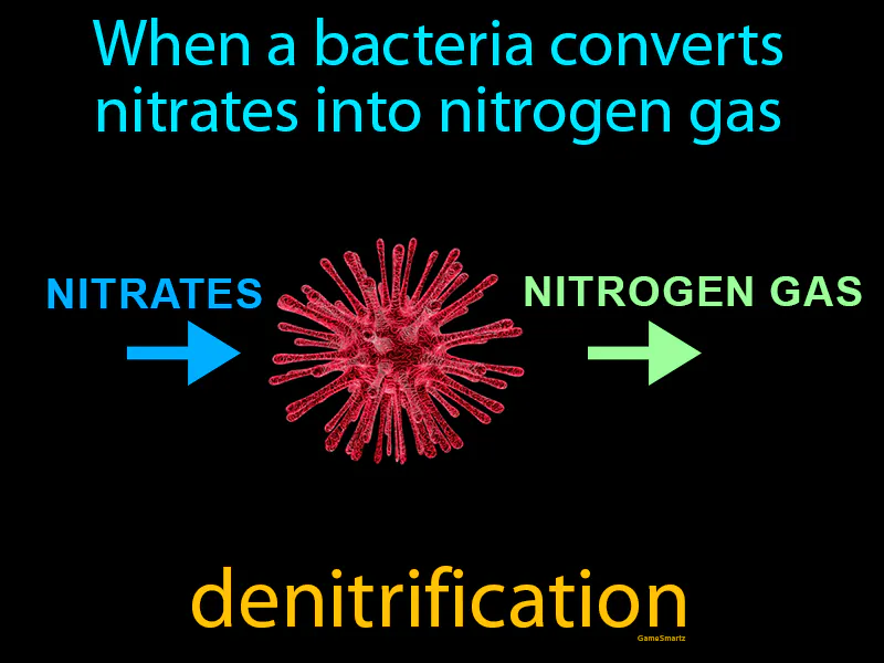 Denitrification Definition