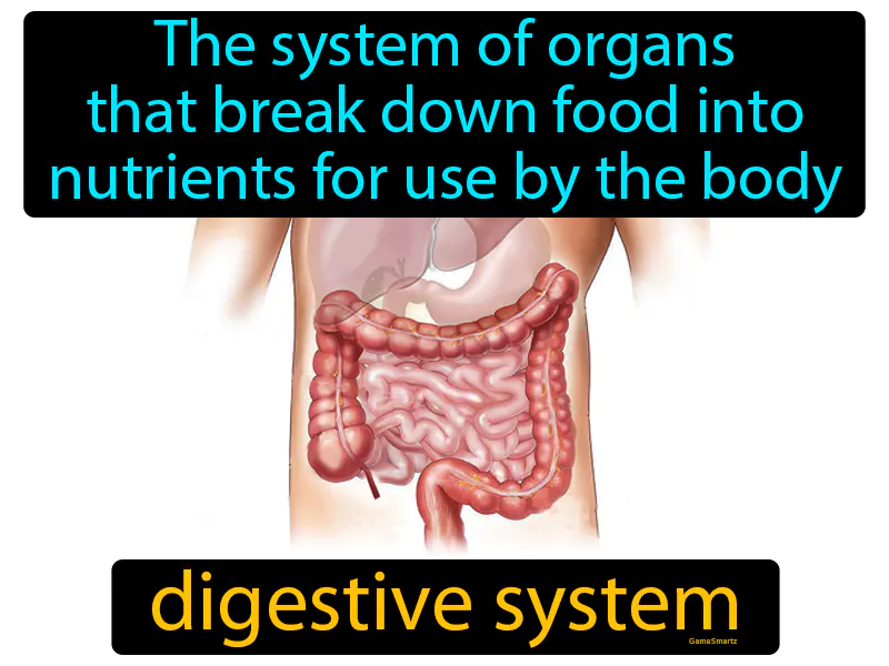 Digestive System Definition
