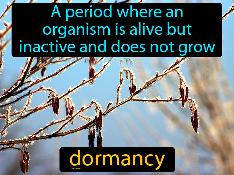 Dormancy Definition Dormancy Definition