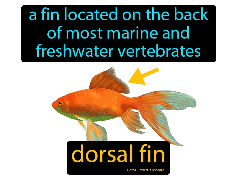 Dorsal Fin Definition Dorsal Fin Definition