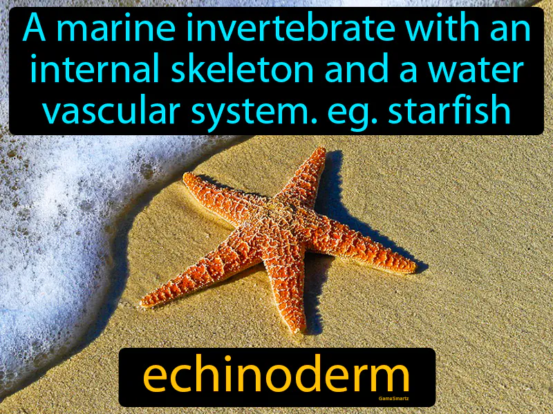 Echinoderm Definition Echinoderm Definition