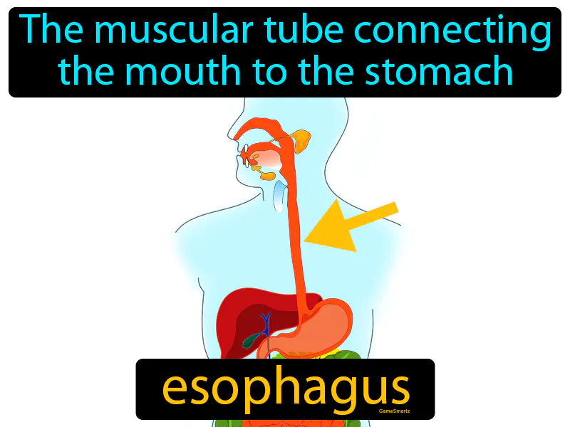 Esophagus Definition Esophagus Definition