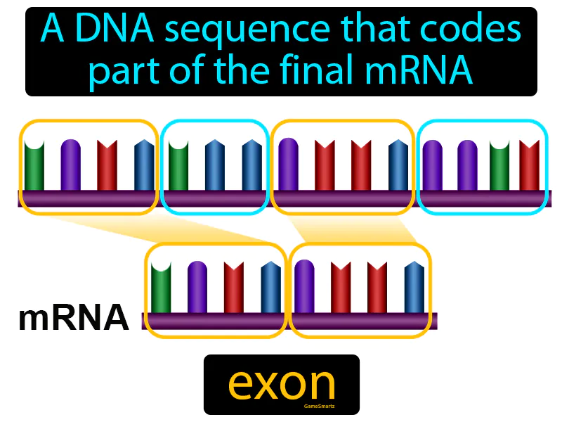 Exon Definition