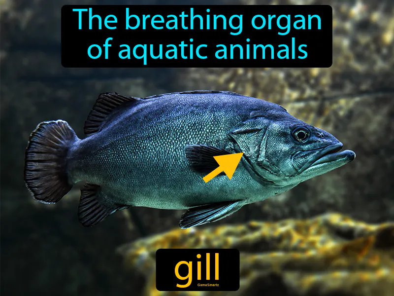Gill Definition