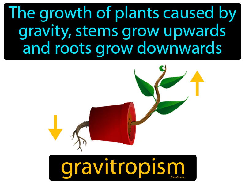 Gravitropism Definition Gravitropism Definition