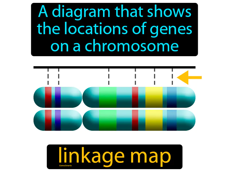 Linkage Map Definition