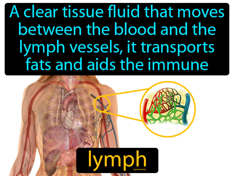 Lymph Definition Lymph Definition
