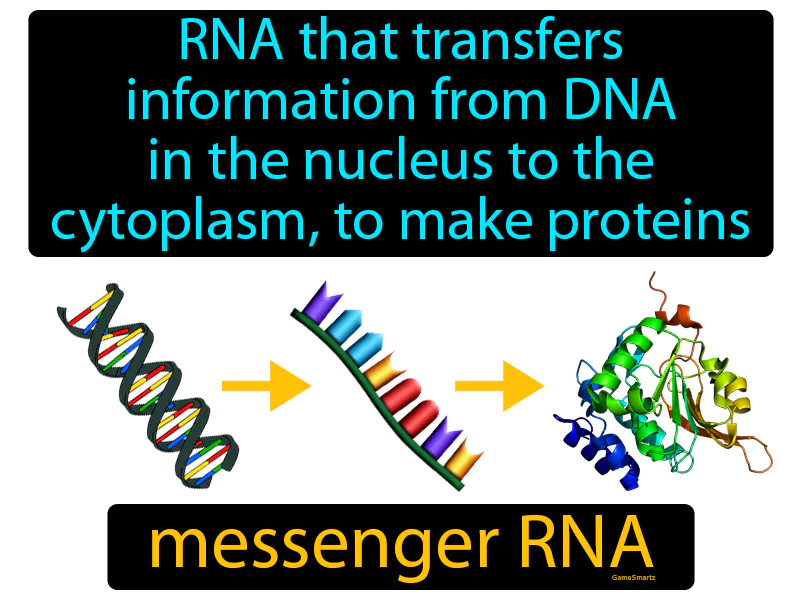 Messenger RNA Definition